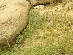 Image result for Sporobolus spicatus