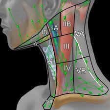 Head And Neck Lymph Node Groups Of The Facial Area Including The Download Scientific Diagram