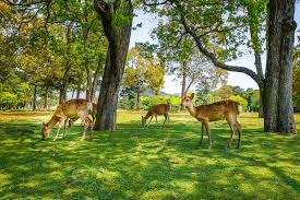 Haushüter düsseldorf & ihr haus und ihre tiere sind im urlaub versorgt. Wildtiere Im Garten Das Solltest Du Unbedingt Wissen Willkommen In Franks Kleinem Garten