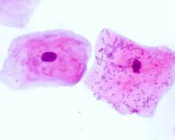 An organism with a nucleus c. Cheek Cell Biology Dictionary