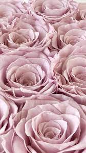 Wholesale Roses In 2021 Rose Wholesale Roses Order Flowers Online