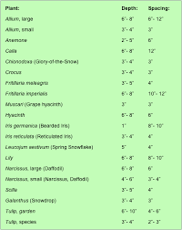 Chart For Spring Bulb Planting Depths For Your Garden