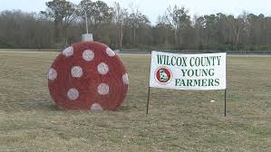 Snowman hay bales i want to try this lol. Wilcox County Ffa Raises Money For Children S Christmas Gifts With Decorated Hay Bales Wgxa