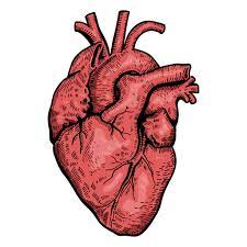 Realistic Heart Illustration Ad Ad Affiliate Illustration Heart Realistic Heart Illustration Human Heart Art Realistic Heart Tattoo