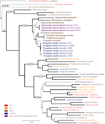 Image result for Centropodia glauca