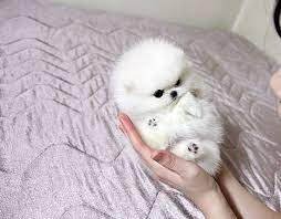 Micro Puppies Pomeranian Puppy Teacup Pomeranian Puppy Puppies