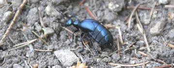 Májka fialová je veľmi zaujímavý avšak jedovatý chrobáčik. Majka Fialova Meloe Violaceus Outdoor Web Treking Cz