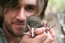 Caring for kiwi: The job of protecting our national icon