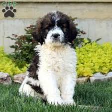 Saint berdoodle puppies are a cross between a poodle and a saint bernard. Saint Berdoodle Puppies For Sale Greenfield Puppies Poodle Mix Dogs St Berdoodle Puppies