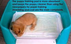 How to get a puppy to use a puppy pad. Top 10 How Do You Puppy Pad Train Sweetpuppies Amino