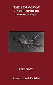 At least that is what urban legend and popular myths would have you believe. The Biology Of Camel Spiders Arachnida Solifugae Amazon De Punzo Fred Fremdsprachige Bucher