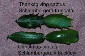 The true christmas cactus has small segments with smooth edges. Holiday Plant Care Pleasant View Gardens