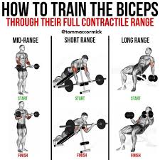 Pin En Exercice Musculation