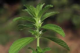 Image result for Leucas neuflizeana