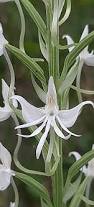 Image result for Habenaria subarmata