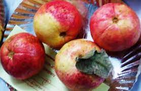 We did not find results for: Guava Cultivation Information Guide Asia Farming