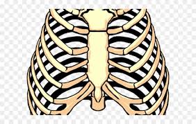 Rib cage human skeleton, rib cage s, monochrome, head, anatomy png. Rib Cage Png Transparent Images Rib Cage Png Clipart 996480 Pinclipart