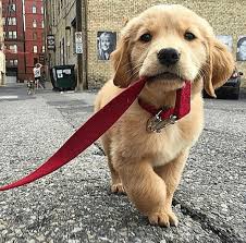 Wanting to buy a female golden retriever or labrador. 15 Pictures Of The Cutest Golden Retriever Puppies That Will Make Your Heart Melt