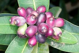 Image result for Syzygium cordatum