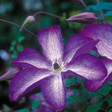 Check spelling or type a new query. Clematis Pruning Group 3 Wayside Gardens