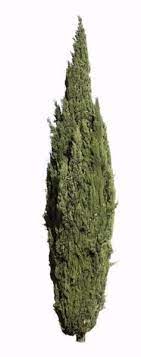Cupressus Sempervirens Cupressus Sempervirens Sempervirens Architectural Trees