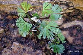 Image result for Actiniopteris radiata