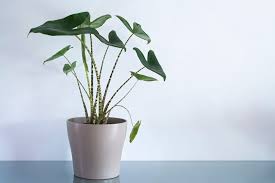 Is automatically emailed as soon as it becomes available you must trace the shipment to your door, we. How To Care For Alocasia Zebrina Garden Crafted