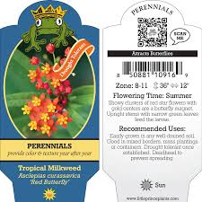 Image result for Asclepias curassavica