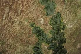 Image result for Didymoglossum