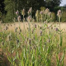 Image result for Dipsacaceae