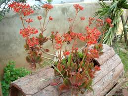 Image result for Kalanchoe latisepala