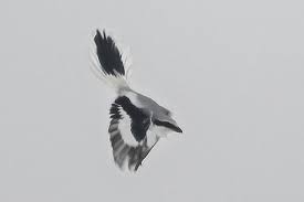 Szczegóły obserwacji