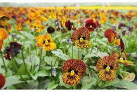 We get a surprising number of inquiries about edible flowers: Fine Food Specialist S Guide To Edible Flowers