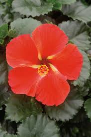 Image result for Hibiscus torrei