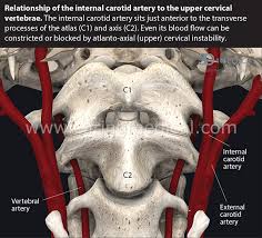 In the luq, you'll find the left portion of is your kidney on your right side? How Cervical Spine Instability Disrupts Blood Flow Into The Brain And Causes Many Neurological Problems Caring Medical Florida