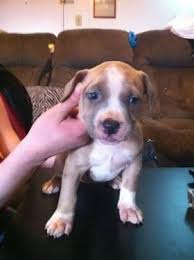 It's also free to list your available puppies and litters on our site. Purple Ribbon Blue Nose Pitbull Puppies For Sale Pittsburgh Pa