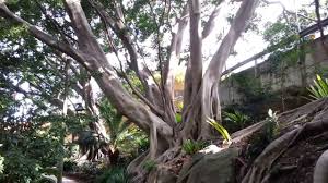 Image result for Ficus muelleriana