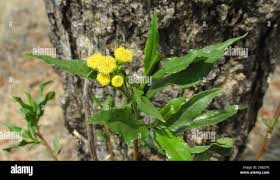 Image result for Psiadia punctulata