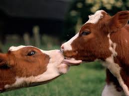 52 Wallpaper Cows Kissing Hd Wallpapers 514 Cow Animal Hd Wallpapers Cute Animals Kissing Animals Kissing Animals Beautiful