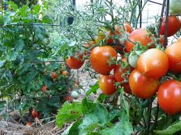 Tomato (solanum lycopersicum) is a major crop plant and a model system for fruit development. Geranium Kiss Tomato