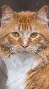 I Want To Cuddle This Cat Gorgeous Cats Pretty Cats Orange Tabby Cats