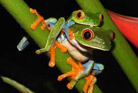 Maybe you would like to learn more about one of these? Red Eye Tree Frog S Baby Animals Pictures Baby Animals Animal Pictures