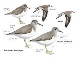 Howell, ian lewington, and will russell. Book Review Rare Birds Of North America Mark James Pearson
