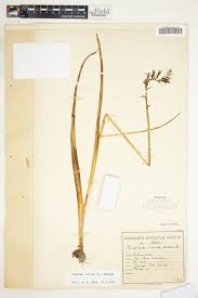 Image result for Dipcadi viride