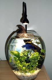 Too Small No Heater The Betta S Fins Are Already Showing Signs Of Damage And Rotting Aquarium Heater Betta Fish Small Fish Tanks