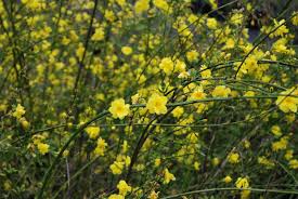 Image result for Jasminum meyeri-johannis