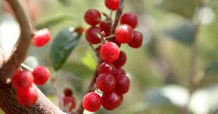 It bears tasty berries late in the season, it is a a. What Is An Autumn Olive Autumn Berry Friends Drift Inn Foods