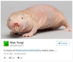 Naked Mole Rat Tweet Nationalsendanudeday Know Your Meme