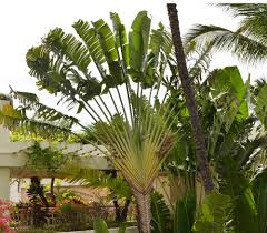 Image result for Ravenala madagascariensis