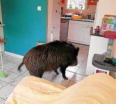 Download millions of videos online. Sangliers En Ville Les Chasseurs A La Rescousse Les Sangliers Proliferent En Bretagne Le Telegramme